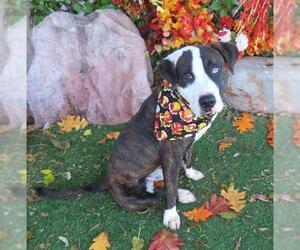 American Bulldog-Unknown Mix Dogs for adoption in Oklahoma City, OK, USA