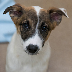 Australian Shepherd Dogs for adoption in Kanab, UT, USA
