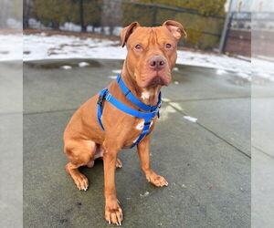 American Pit Bull Terrier Dogs for adoption in Boston, MA, USA