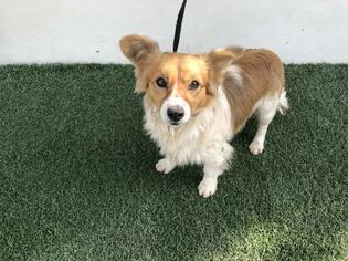 Papshund Dogs for adoption in Visalia, CA, USA