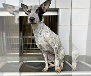 Mutt Dogs for adoption in San Antonio, TX, USA