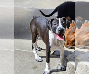 Boglen Terrier Dogs for adoption in Chicago, IL, USA