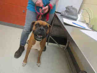 Boxer Dogs for adoption in Urbana, IL, USA