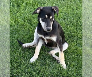Mutt Dogs for adoption in Salt Lake City, UT, USA