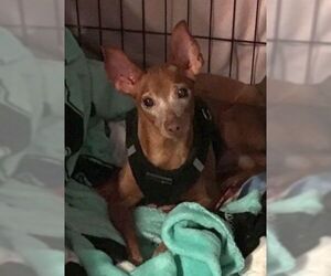 Miniature Pinscher Dogs for adoption in Boonton, NJ, USA