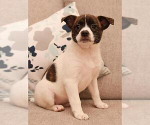 Akita-Boston Terrier Mix Dogs for adoption in Hockessin, DE, USA