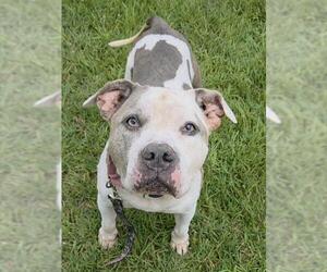 American Staffordshire Terrier Dogs for adoption in Fort Lauderdale, FL, USA