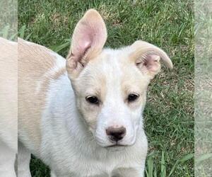 Huskies -Unknown Mix Dogs for adoption in Yardley, PA, USA