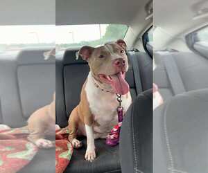 American Pit Bull Terrier-Unknown Mix Dogs for adoption in Bridgewater, NJ, USA