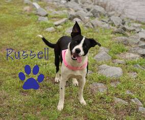 Border Collie-Unknown Mix Dogs for adoption in Redfield, AR, USA