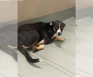 Catahoula Leopard Dog-Labrador Retriever Mix Dogs for adoption in Baytown, TX, USA