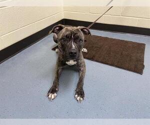 American Pit Bull Terrier-Catahoula Leopard Dog Mix Dogs for adoption in Denver, CO, USA
