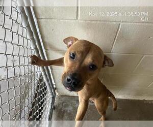 American Pit Bull Terrier Dogs for adoption in Ocala, FL, USA