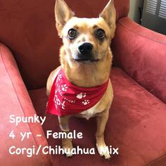 Chi-Corgi Dogs for adoption in St. George, UT, USA