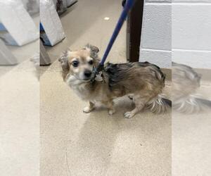 Chihuahua Dogs for adoption in Derwood, MD, USA