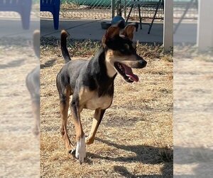 Meagle Dogs for adoption in Sacramento, CA, USA