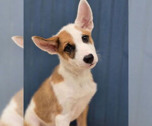 German Shepherd Dog-Unknown Mix Dogs for adoption in Lakewood, CO, USA