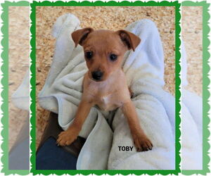 Border Collie-Unknown Mix Dogs for adoption in Granbury, TX, USA