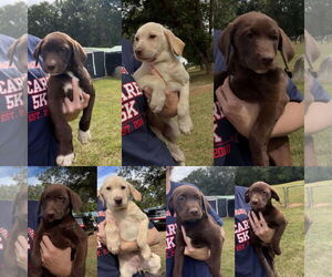 Mutt Dogs for adoption in Jackson Township, NJ, USA