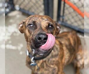 Plott Hound-Unknown Mix Dogs for adoption in Tulsa, OK, USA