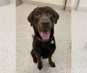 Labrador Retriever Dogs for adoption in Brighton, CO, USA