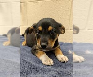 Mutt Dogs for adoption in Frisco, CO, USA