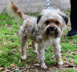 Havanese Dogs for adoption in Little Rock, AR, USA