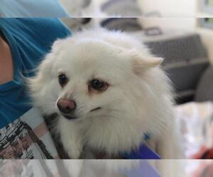 American Eskimo Dog Dogs for adoption in Waterford, VA, USA