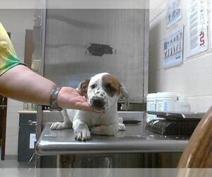 Australian Shepherd-Unknown Mix Dogs for adoption in Fayetteville, NC, USA