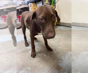 Labrador Retriever Dogs for adoption in Whitestone, NY, USA
