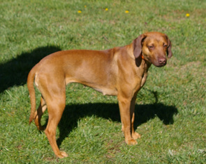 Unknown-Vizsla Mix Dogs for adoption in Fletcher, NC, USA