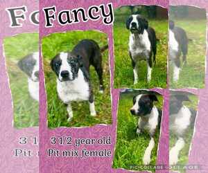 American Pit Bull Terrier-Unknown Mix Dogs for adoption in Jacksonville, NC, USA