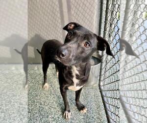 Feist Terrier-Unknown Mix Dogs for adoption in Salisbury, NC, USA