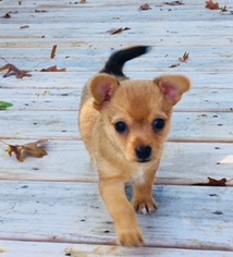 Medium Photo #1 Chihuahua-Unknown Mix Puppy For Sale in The Woodlands, TX, USA