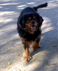 Cavalier King Charles Spaniel Dogs for adoption in Peralta, NM, USA