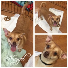 Chihuahua Dogs for adoption in Hope, British Columbia, Canada