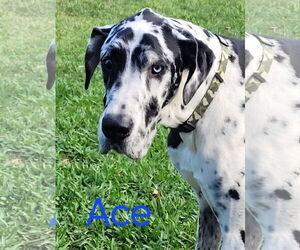 Great Dane Dogs for adoption in Palm Beach, FL, USA