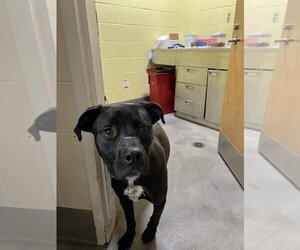 Mastador Dogs for adoption in Forestville, MD, USA