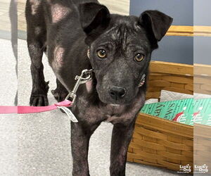 Mutt Dogs for adoption in Washington, DC, USA