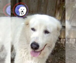 Great Pyrenees Dogs for adoption in Spring, TX, USA