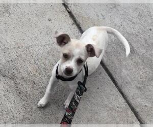 Chihuahua Dogs for adoption in San Antonio, TX, USA