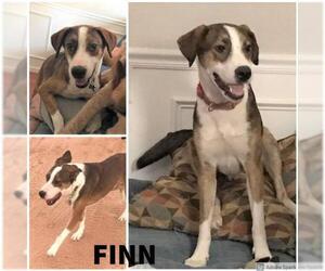 American Foxhound-Beagle Mix Dogs for adoption in Oro Valley, AZ, USA