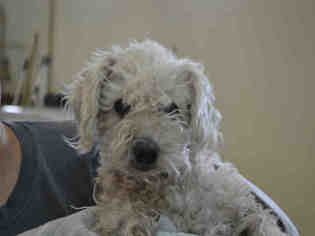 Poodle (Toy) Dogs for adoption in Santa Fe, NM, USA