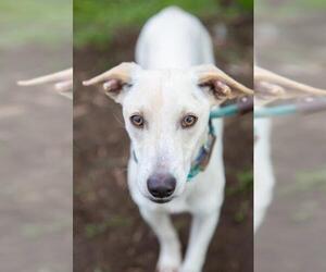 Labrador Retriever-Whippet Mix Dogs for adoption in El Cajon, CA, USA