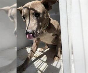 American Pit Bull Terrier-Unknown Mix Dogs for adoption in Houston, TX, USA