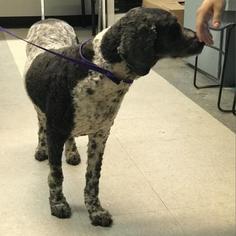 Poodle (Standard) Dogs for adoption in Austin, TX, USA