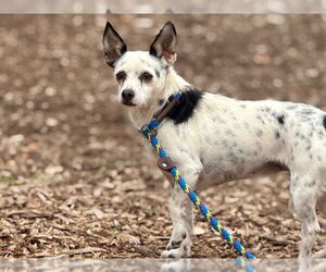 Mutt Dogs for adoption in Santa Cruz, CA, USA