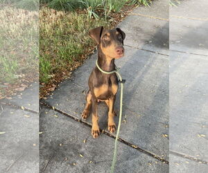 Doberman Pinscher Dogs for adoption in Sandy, UT, USA