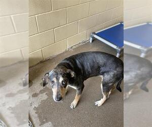 Mutt Dogs for adoption in Waco, TX, USA