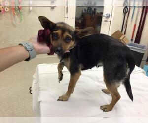 Chihuahua Dogs for adoption in Riverside, CA, USA
